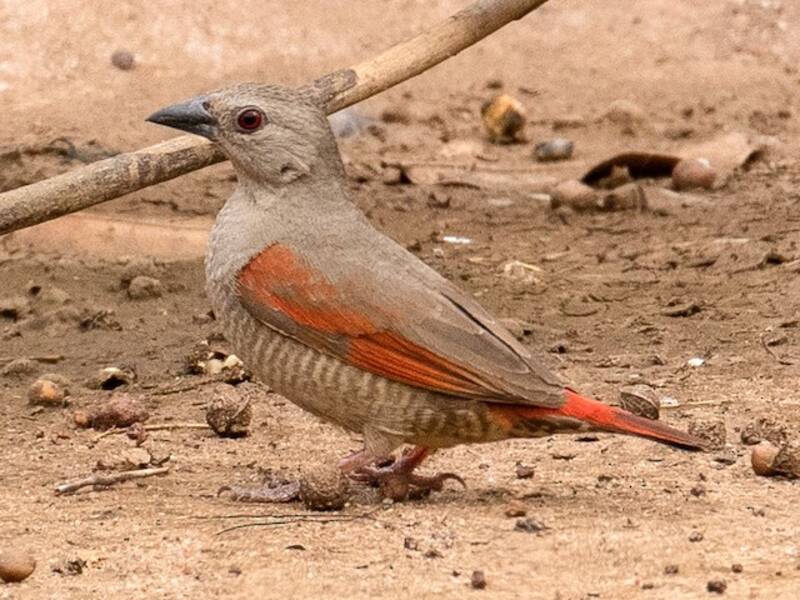 Pytilie à ailes rouges