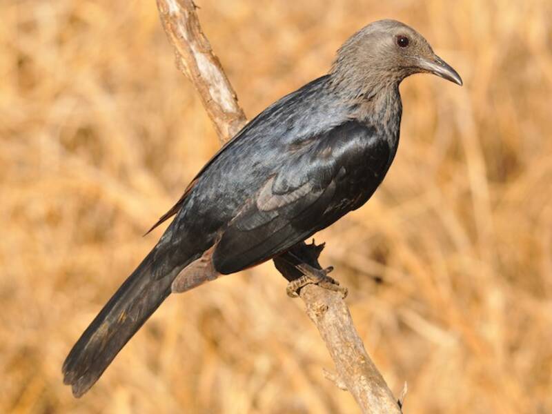 Red-winged Starling (Onychognathus morio)