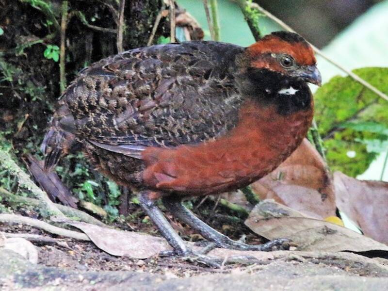Rufous-fronted Wood-Quail