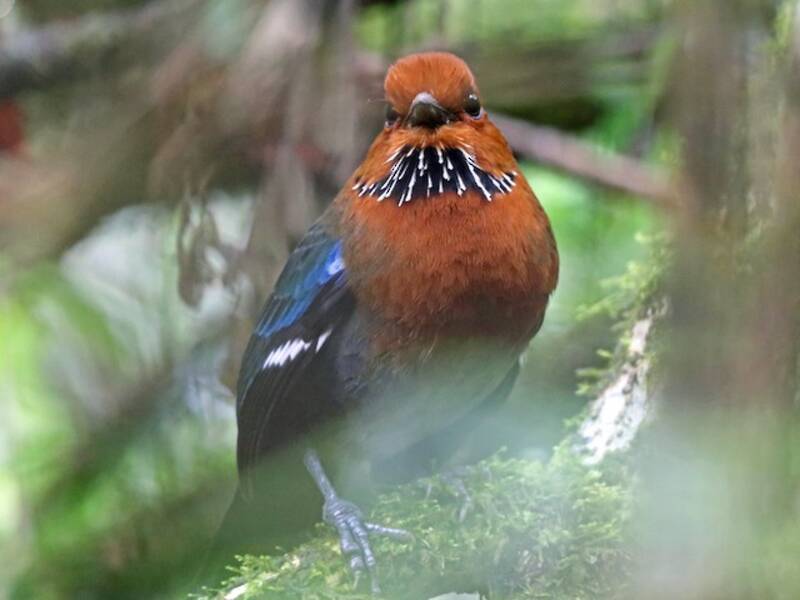 Rufous-headed Ground-Roller, 照片 2