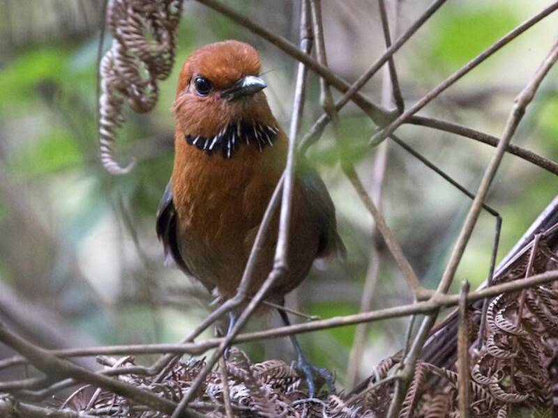 Rufous-headed Ground-Roller, 照片 3