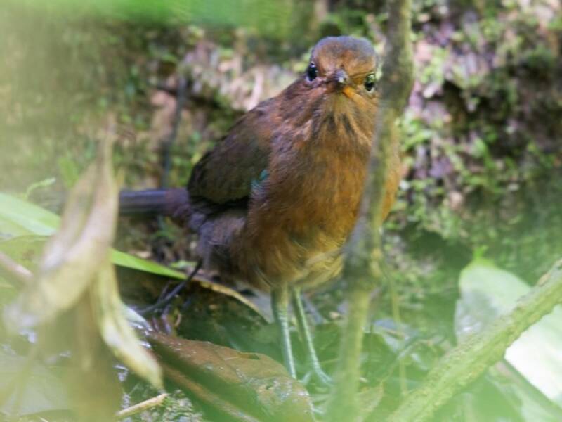Rufous-headed Ground-Roller, 照片 4