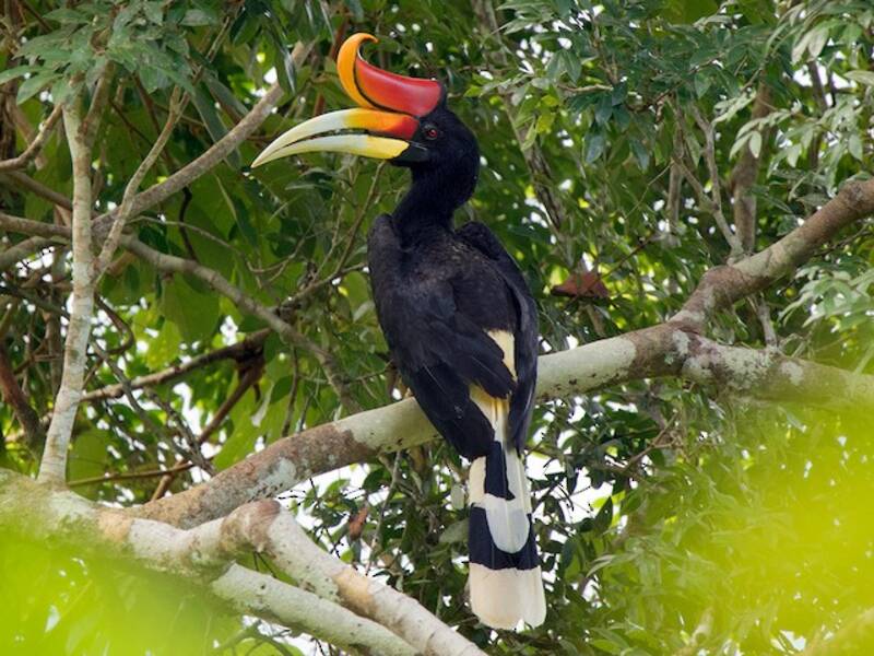 Bucero rinoceronte, Foto 4