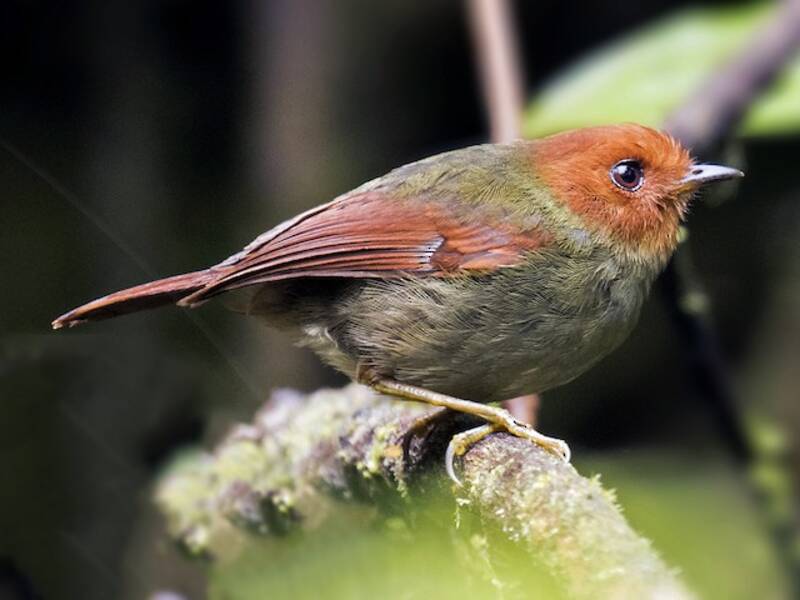Rufous-headed Pygmy-Tyrant, 照片 3