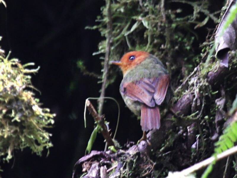 Rufous-headed Pygmy-Tyrant, 照片 2
