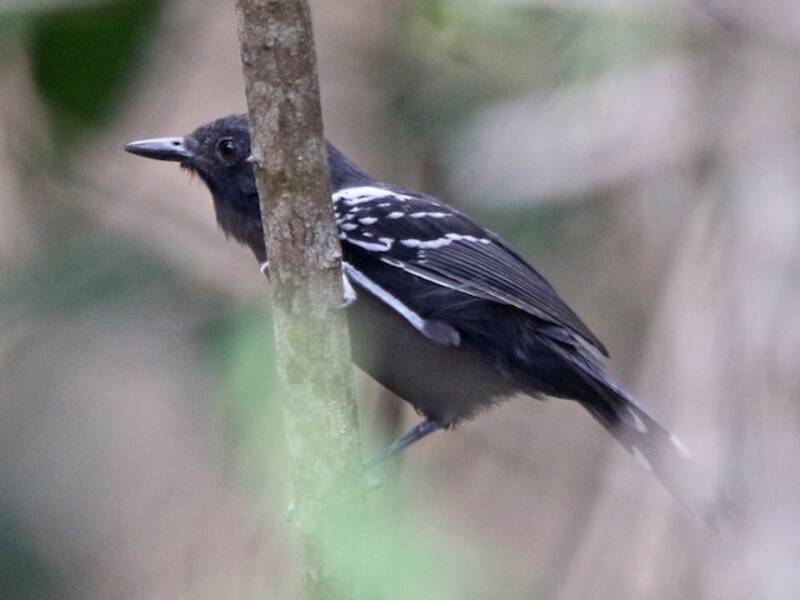 Formicario di Rio Branco, Foto 2