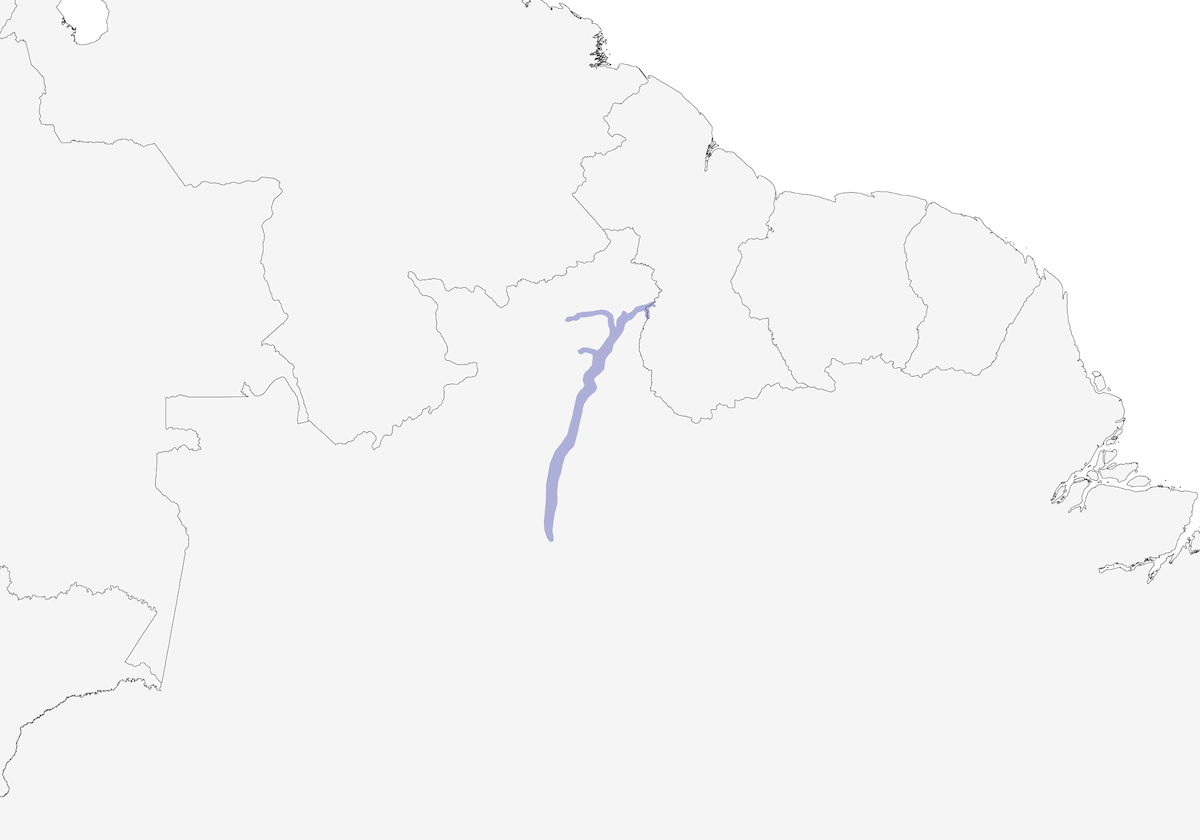 Formicario di Rio Branco, Distribuzione 1