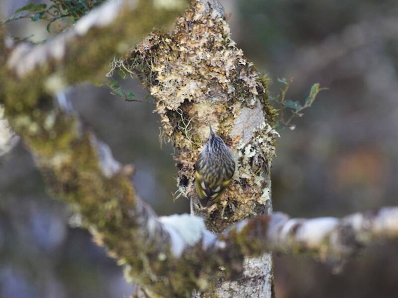 Rifleman, Photos 2