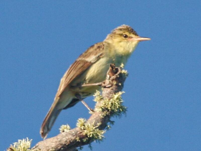 Rousserolle de Rimatara