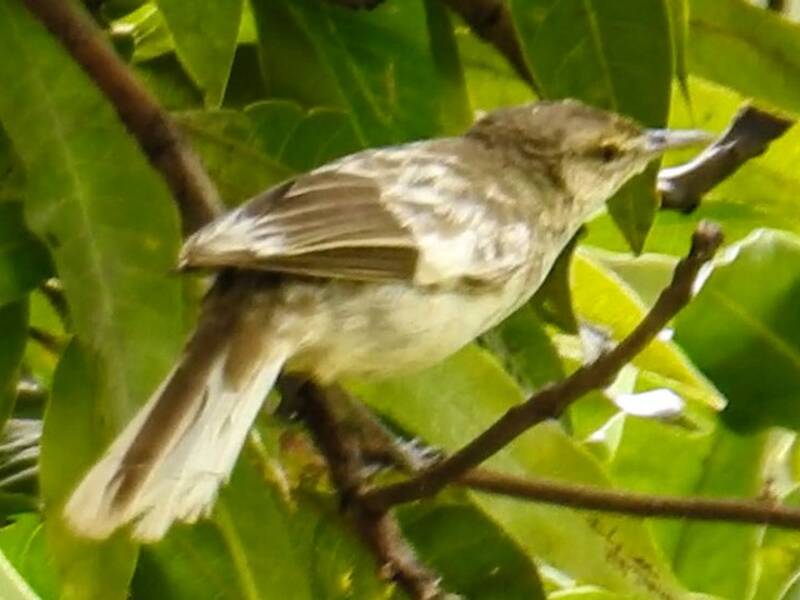 Carricero de Rimatara, Fotos 2