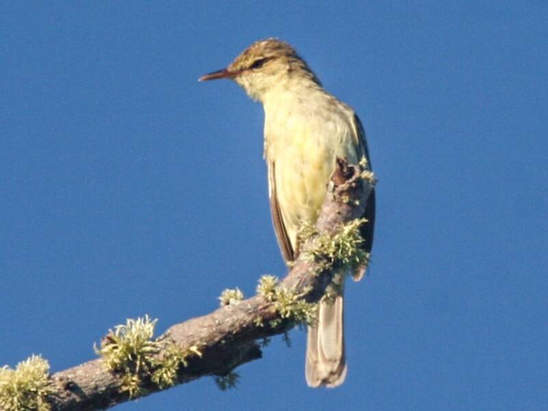Carricero de Rimatara, Fotos 4