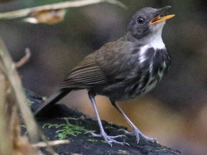 Pipit hormiguero anillado