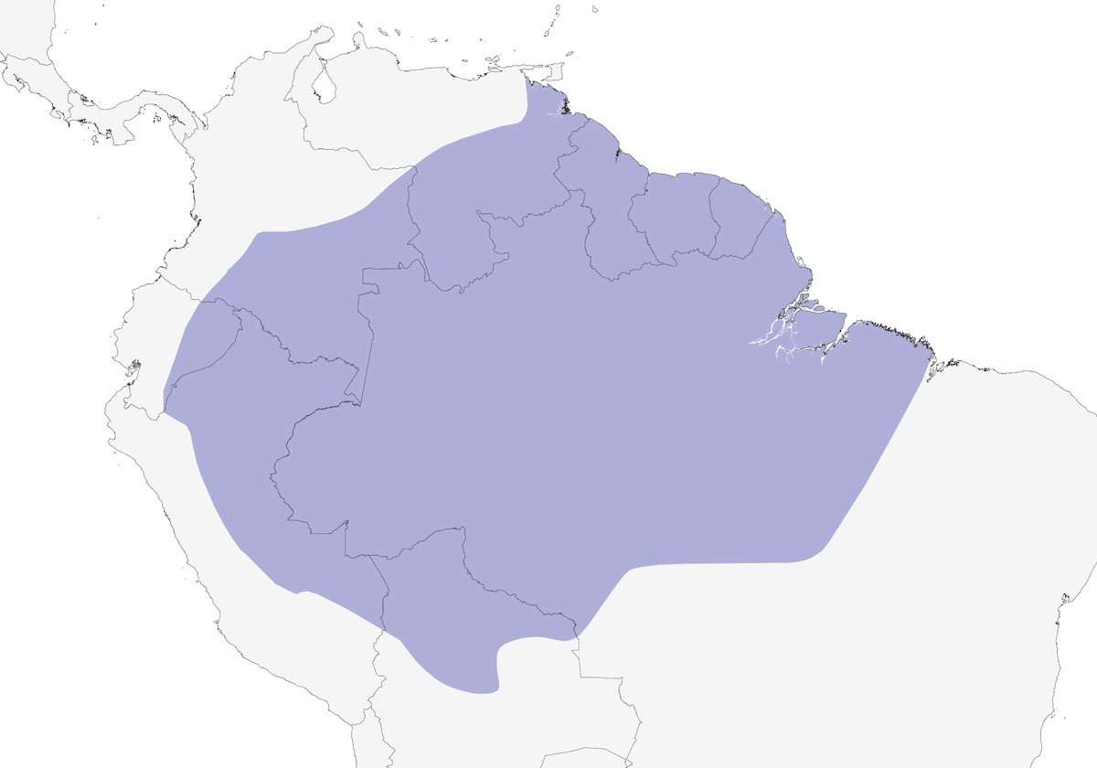 Formichiero inanellato, Distribuzione 1