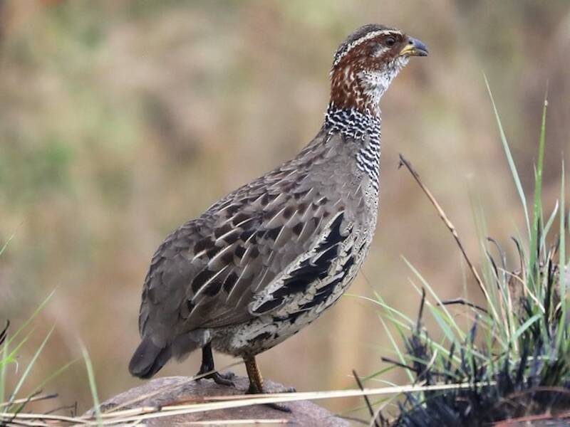 Ring-necked Francolin, Photos 1