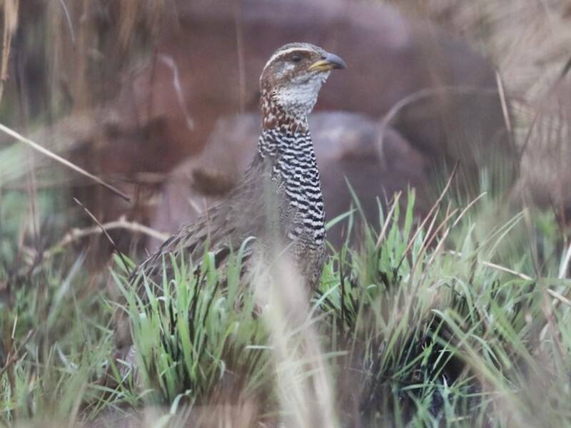 Ring-necked Francolin, Photos 3