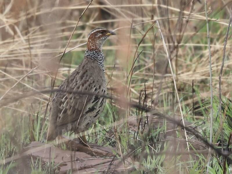 Ring-necked Francolin, Photos 2