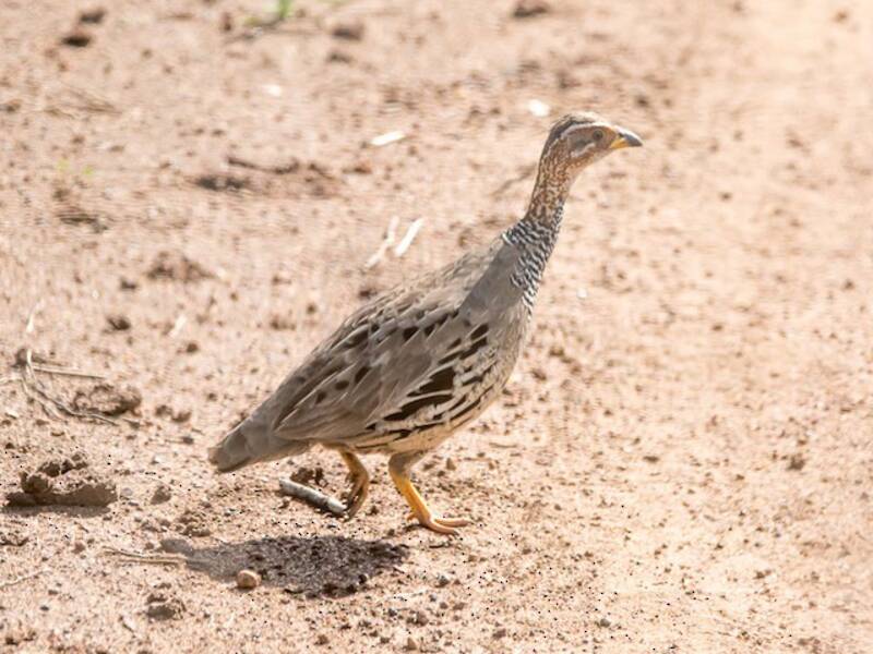 Ring-necked Francolin, Photos 4