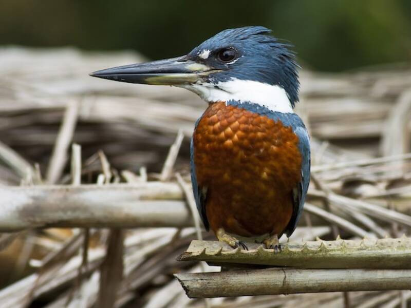 Martin-pêcheur annelé, Photos 4