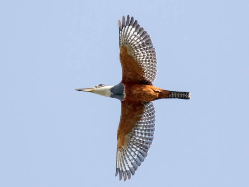 Ringed Kingfisher (Megaceryle torquata)
