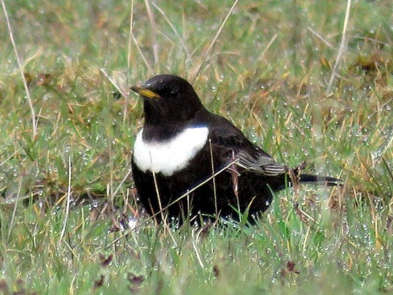 Ring Ouzel (Turdus torquatus)