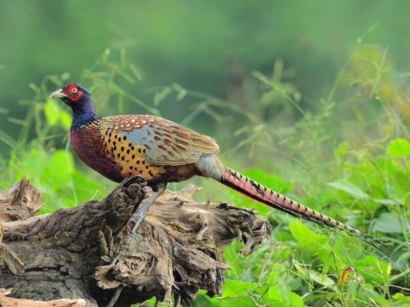 Ring-necked Pheasant (Phasianus colchicus)