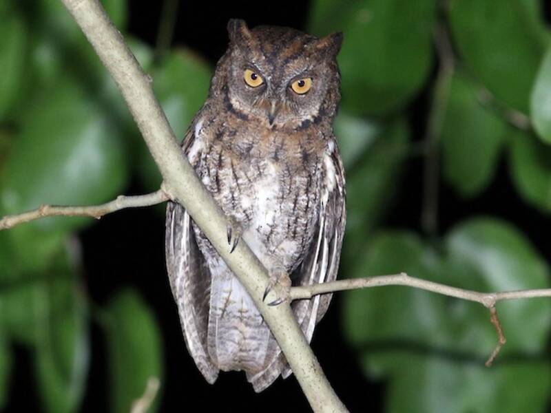 Rinjani Scops-Owl, Photos 4
