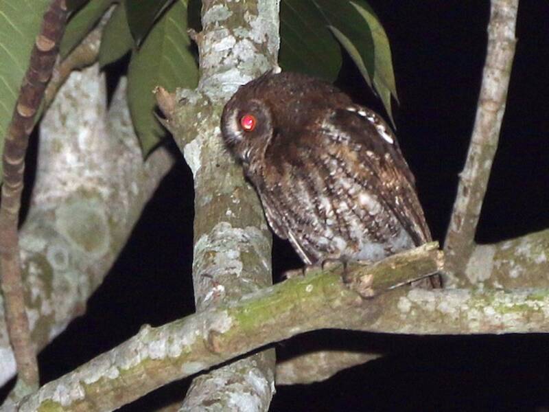 Rinjani Scops-Owl, Photos 3