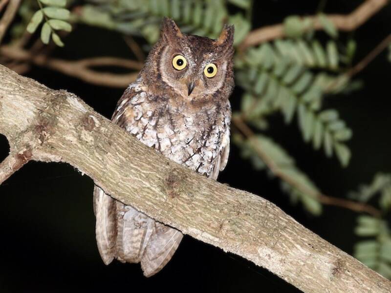 Rinjani Scops-Owl, Photos 2
