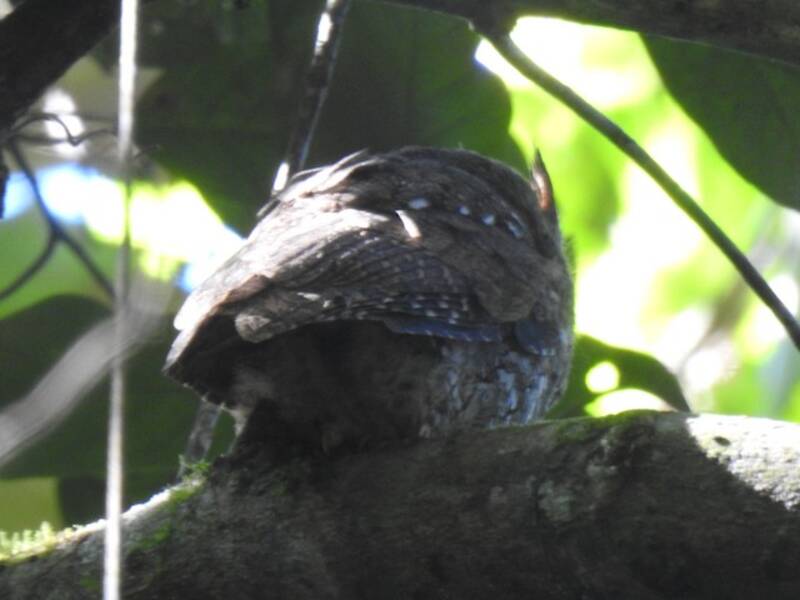 Rinjani Scops-Owl