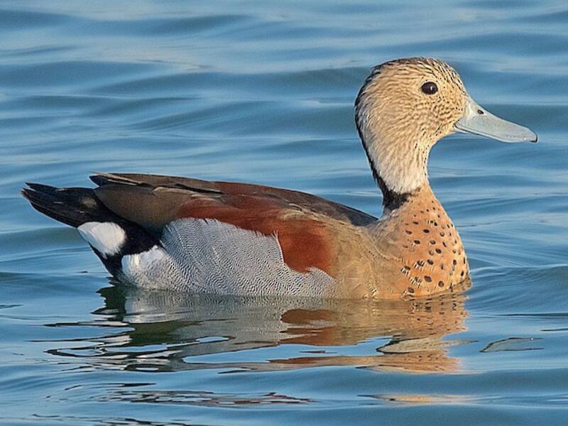 Anatra dal collare, Foto 2