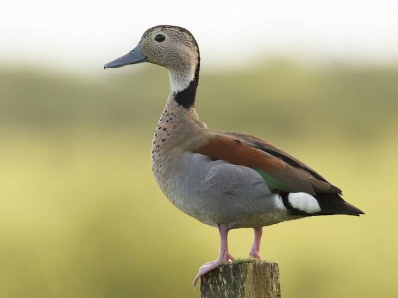 Anatra dal collare, Foto 3