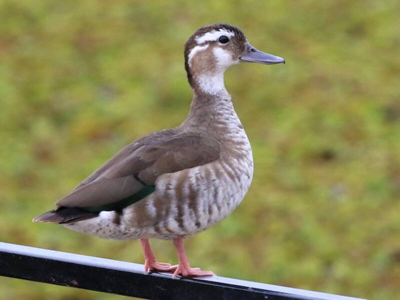 Anatra dal collare