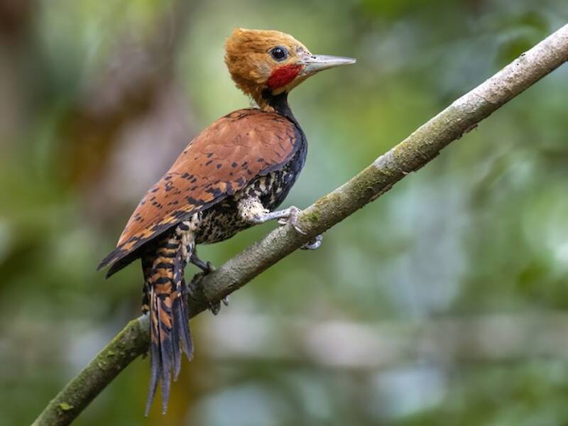Ringed Woodpecker, 照片 4