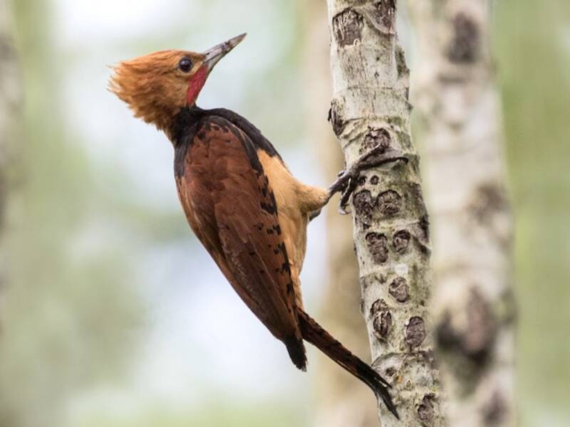 Ringed Woodpecker, 照片 3