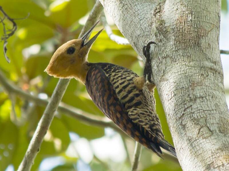 Ringed Woodpecker (Celeus torquatus)
