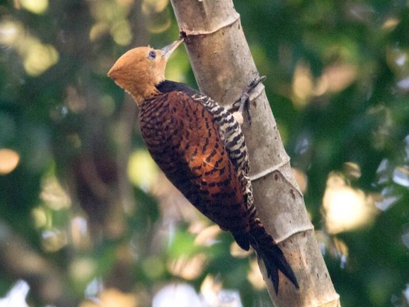 Ringed Woodpecker, 照片 2