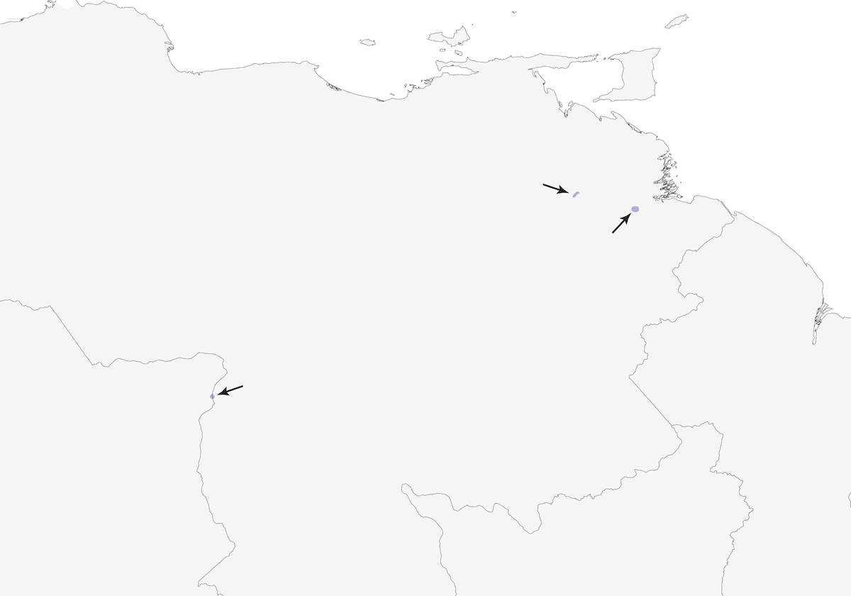 Colaespina del Orinoco, Distribución 1