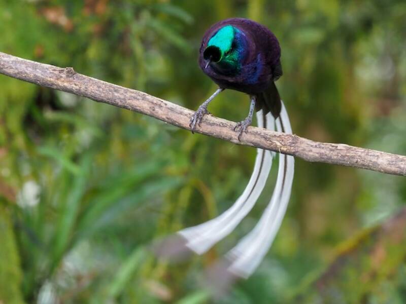 Astraphia dalla coda a nastro, Foto 2
