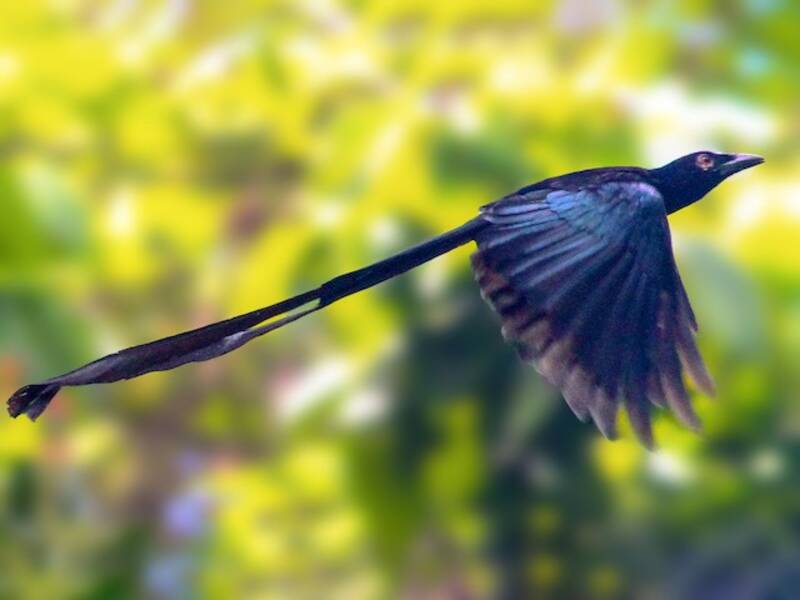 Ribbon-tailed Drongo