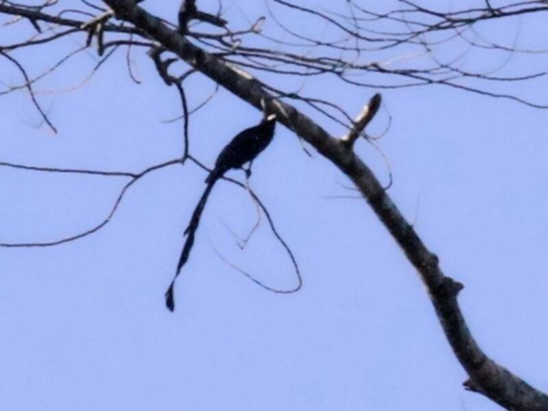 Bandschwanzdrongo, Fotos 2