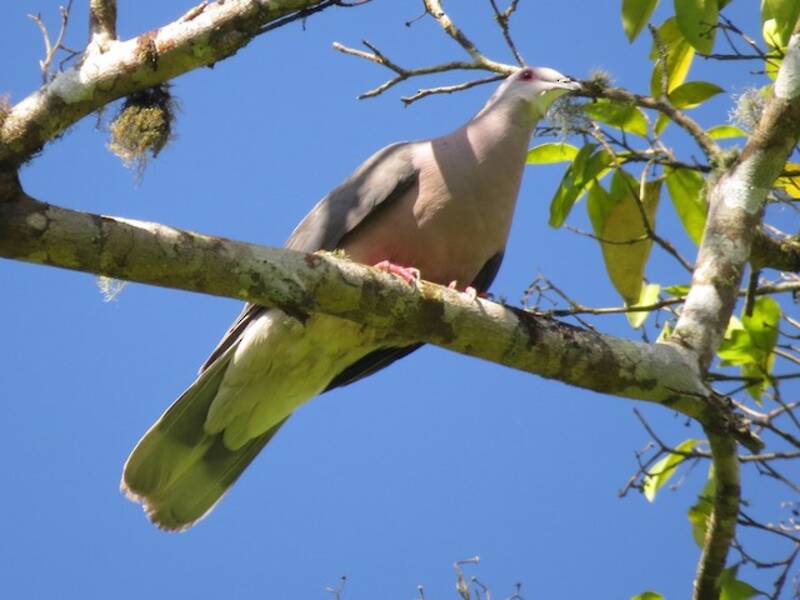 Pigeon à queue annelée, Photos 3