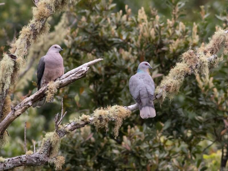 Pigeon à queue annelée, Photos 4