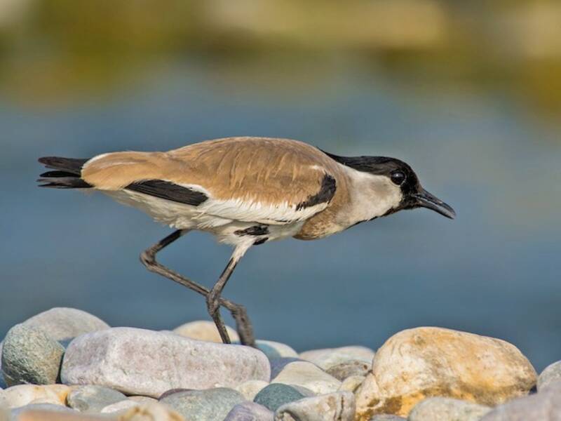 Vanneau de rivière - Vanellus duvaucelii