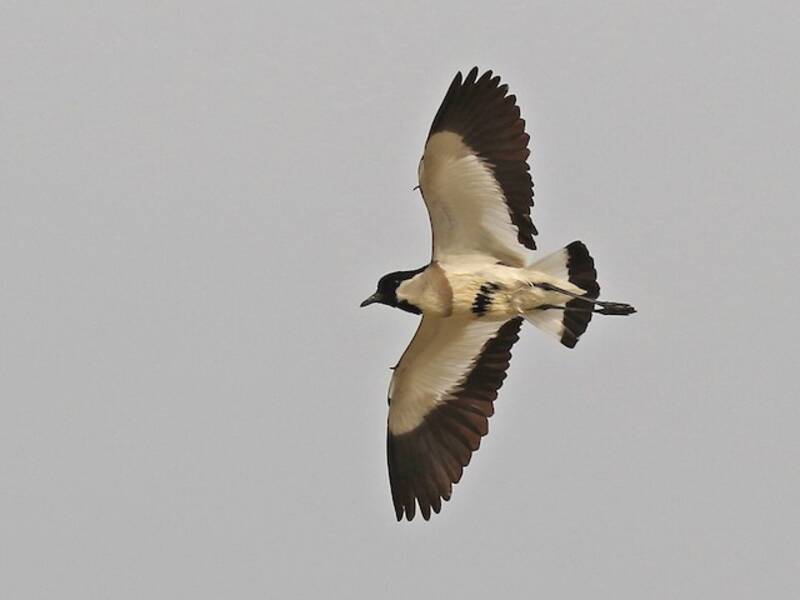 Vanneau de rivière, Photos 4