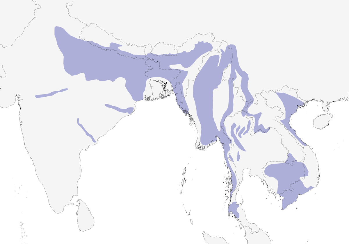 Vanneau de rivière, Distribution 1