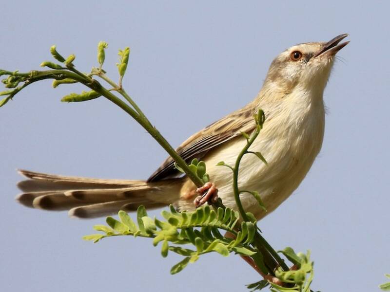 Prinia ribereña