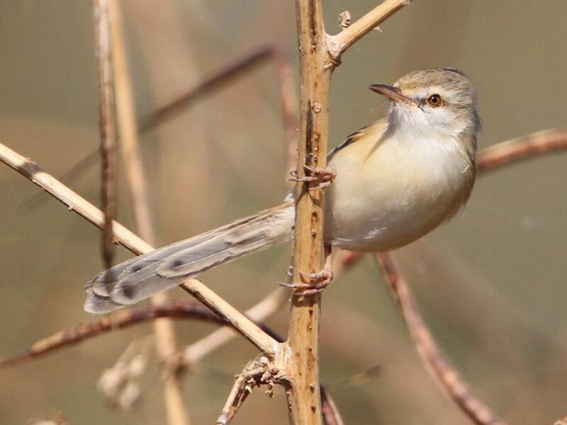 Prinia ribereña, Fotos 2