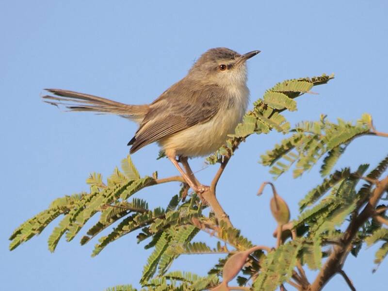 Prinia ribereña, Fotos 3