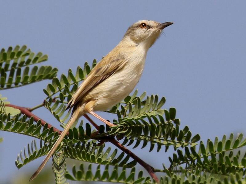 Prinia ribereña, Fotos 4