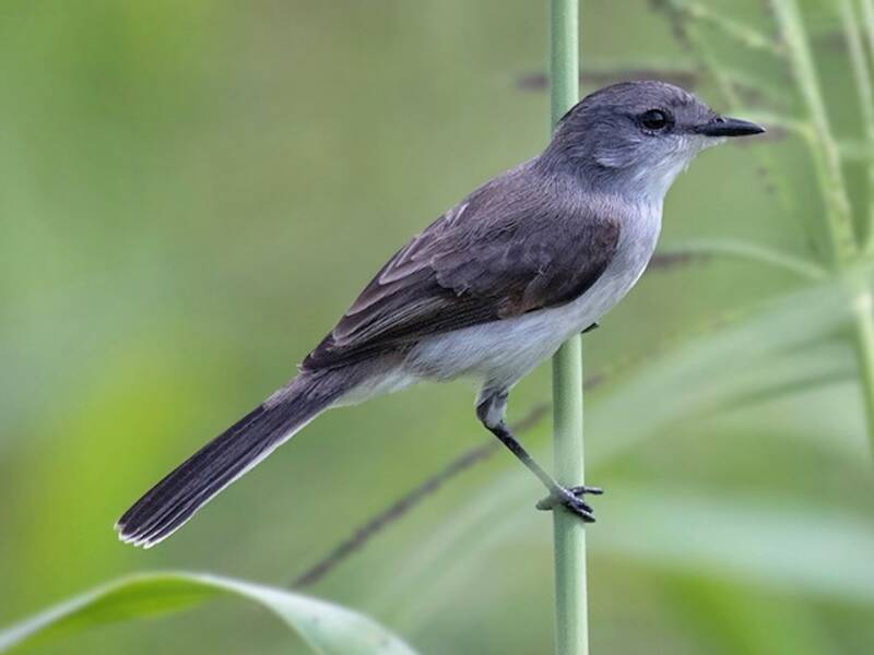 River Tyrannulet, Photos 3